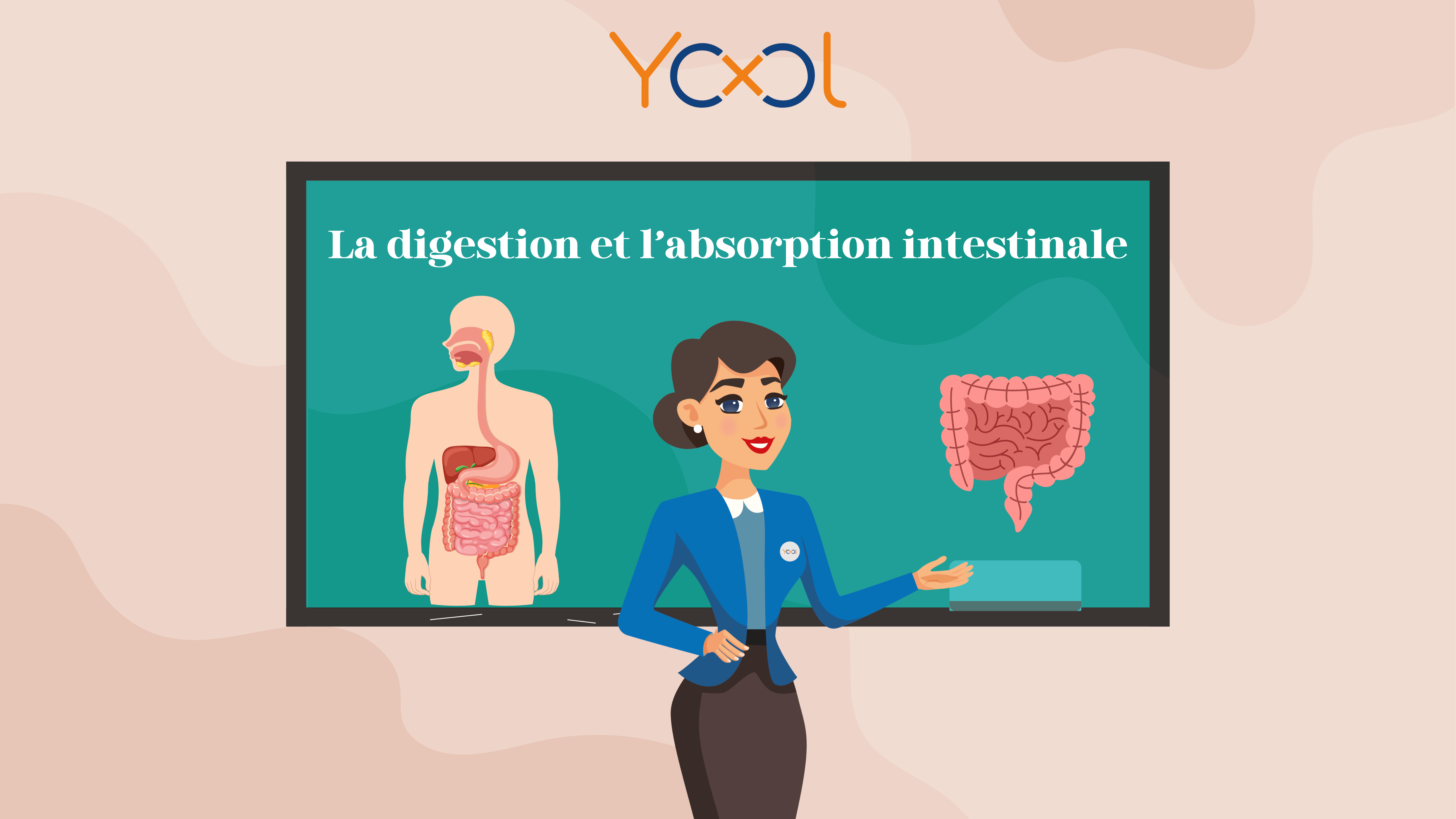 Unité 5:  les fonctions de nutrition. Chapitre 2 : La digestion et l'absorption intestinale