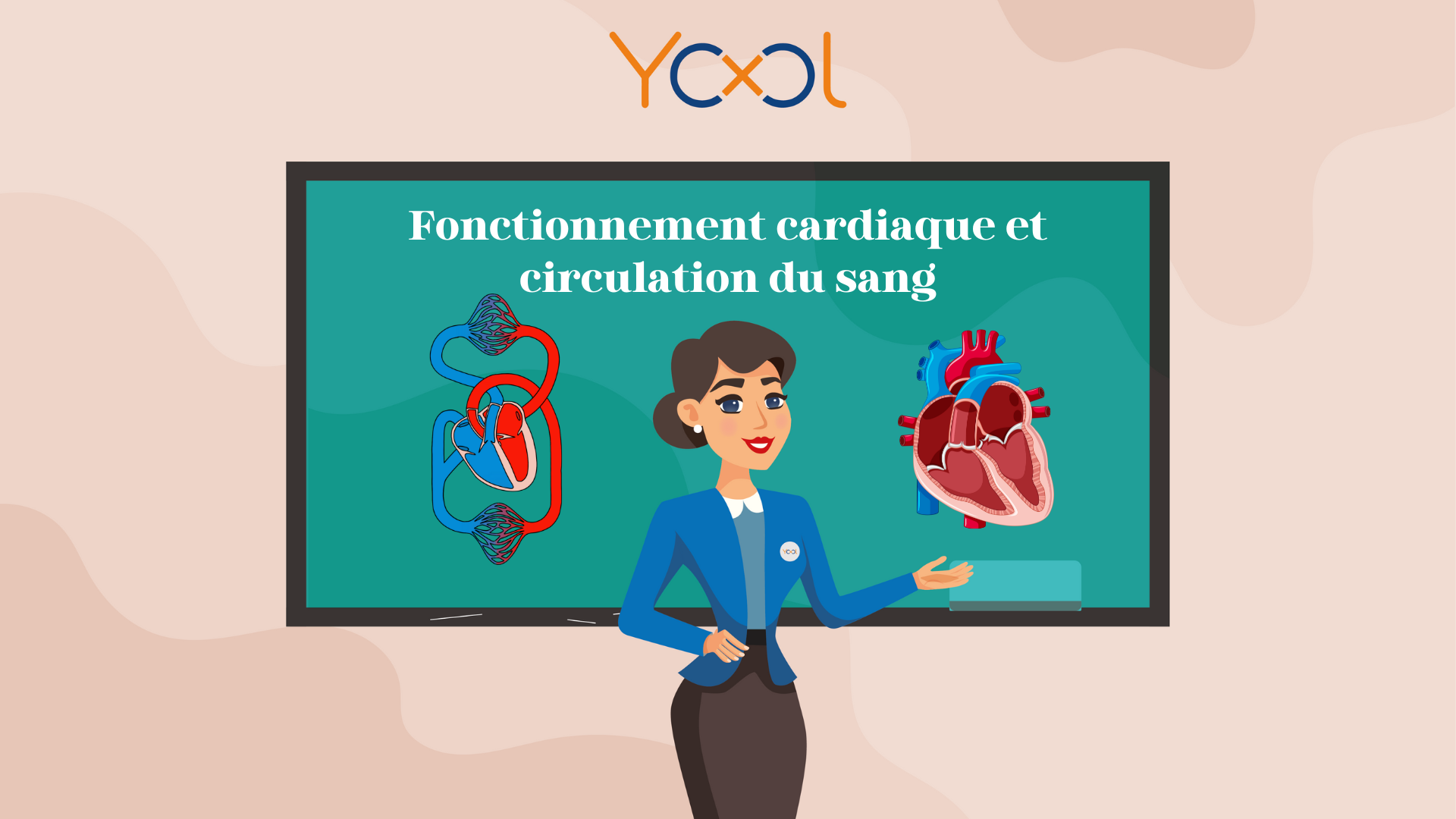 Chapitre 4 : Fonctionnement cardiaque et circulation du sang