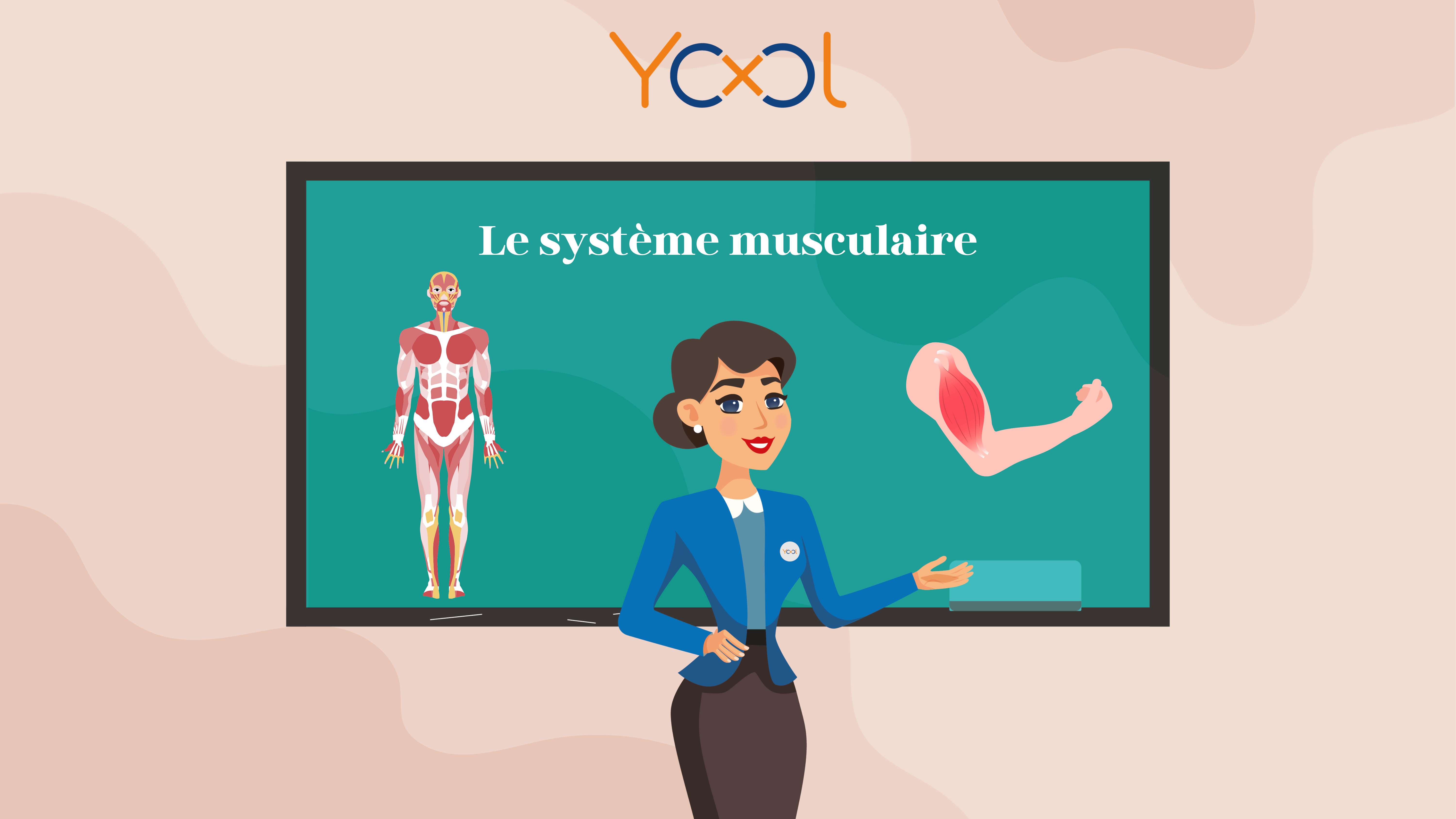 Chapitre 7 : Le système musculaire - muscle squelettique et son rôle
