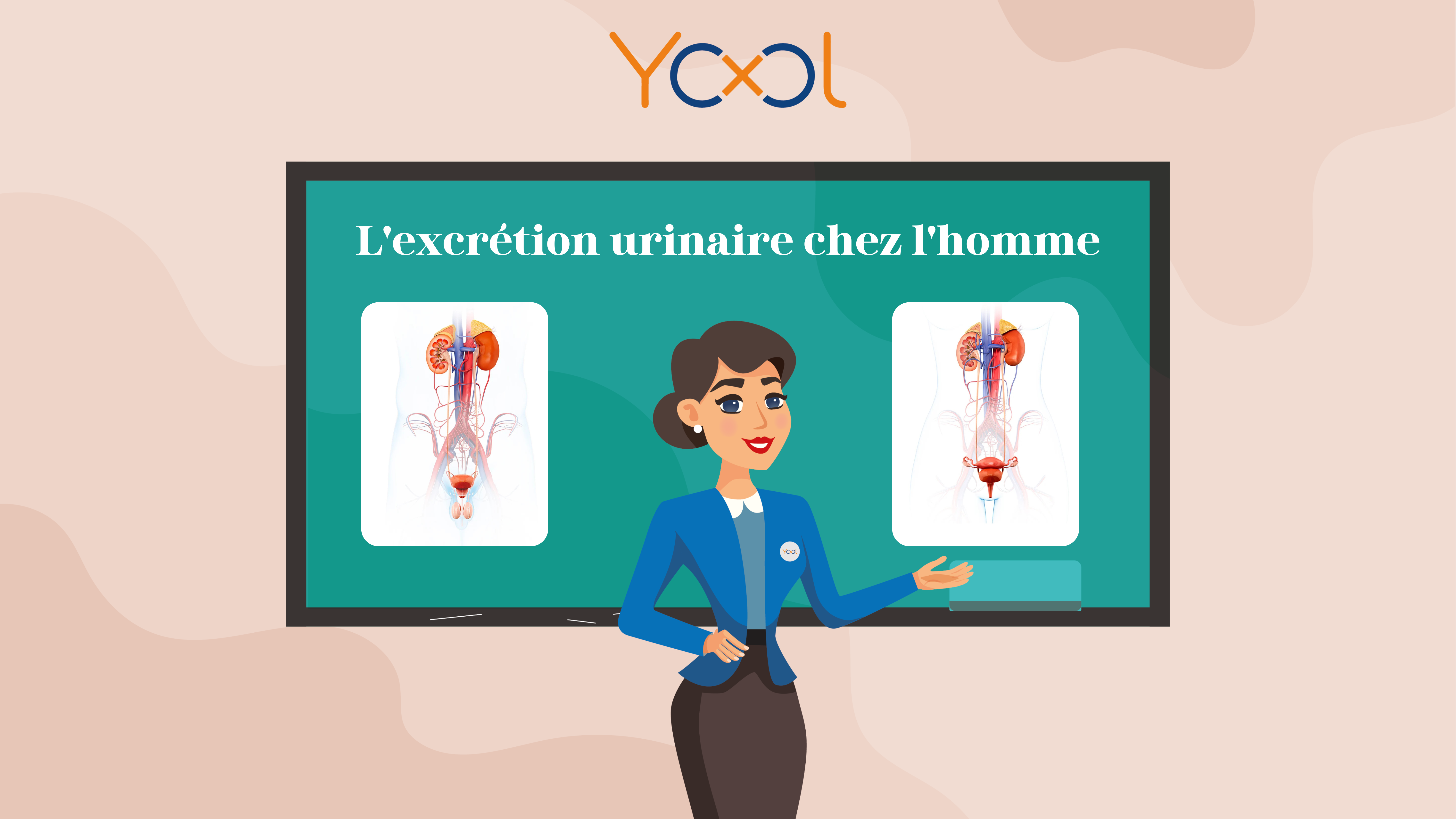 Chapitre 5 : L'excrétion urinaire chez l'Homme, composition de l'urine , organisation de l'appareil urinaire,