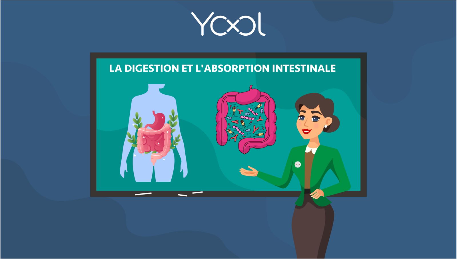 Chapitre 2  - La digestion et l'absorption intestinale