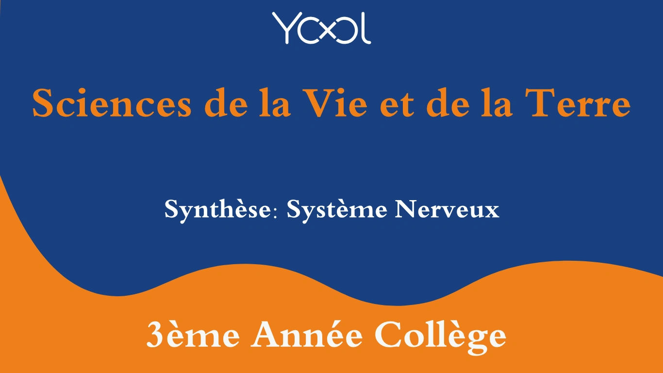 YOOL LIBRARY | Synthèse: Système Nerveux