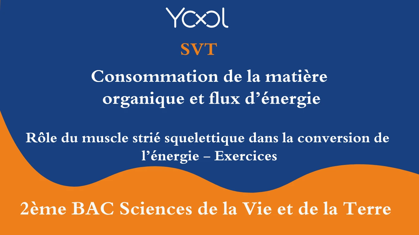 Rôle du muscle strié squelettique dans la conversion de  l’énergie - Exercices